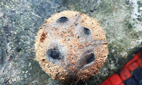 നാല് കണ്ണുള്ള തേങ്ങ