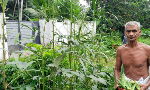 കൃഷി അഭിനിവേശത്തിന് പ്രായം തടസ്സമാകാതെ ആലി കൃഷി അഭിനിവേശത്തിന് പ്രായം തടസ്സമാകാതെ ആലി