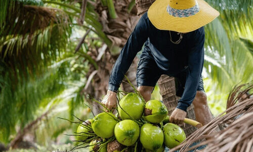 പദ്ധതികളില്ല; നാളികേര കർഷകരുടെ കോടികൾ തിരിച്ചുപിടിച്ച്​ കേന്ദ്രം