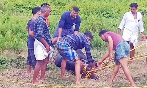 വിരണ്ടോടിയ പോത്തിന്റെ കുത്തേറ്റ് രണ്ടുപേർക്ക് പരിക്ക്