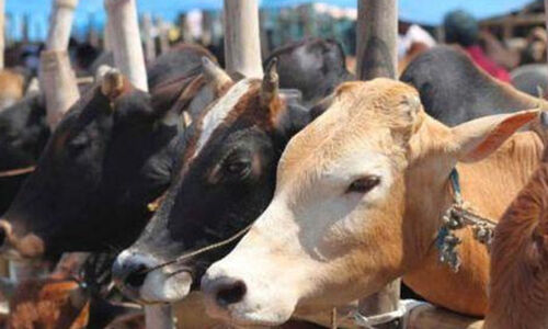 പശുക്കൾക്കുനേരെ രാസവസ്തു തളിച്ചതായി പരാതി