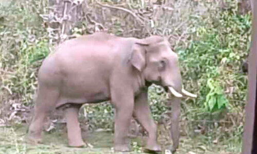 വനാതിര്ത്തിയിലെ കാട്ടാന സാന്നിധ്യം; അറന്നാടംപാടം നിവാസികൾ ദുരിതത്തിൽ വനാതിര്ത്തിയിലെ കാട്ടാന സാന്നിധ്യം; അറന്നാടംപാടം നിവാസികൾ ദുരിതത്തിൽ