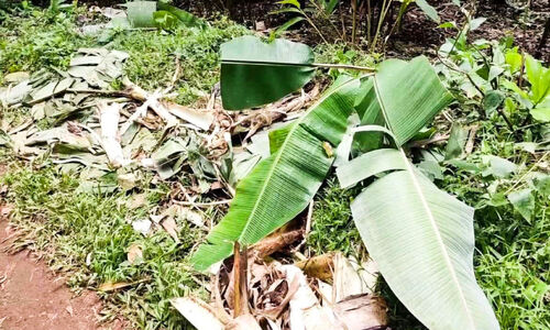 വ്യാപക കൃഷിനാശം; കാട്ടാനകൾ ജനവാസ മേഖലയിൽ വ്യാപക കൃഷിനാശം; കാട്ടാനകൾ ജനവാസ മേഖലയിൽ