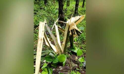 ബളാലിൽ വീണ്ടും കാട്ടാനയുടെ വിളയാട്ടം ബളാലിൽ വീണ്ടും കാട്ടാനയുടെ വിളയാട്ടം