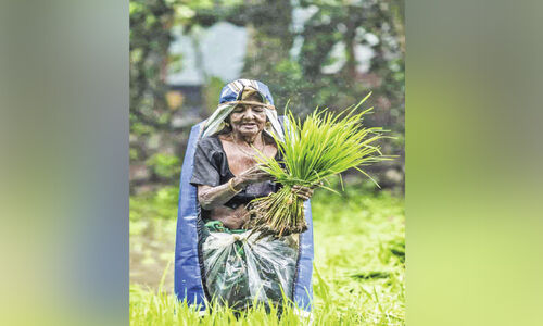 ഈഴുവത്തിരുത്തിയുടെ വയലേലകളിൽ ഇനി കർഷക മുത്തശ്ശിയില്ല ഈഴുവത്തിരുത്തിയുടെ വയലേലകളിൽ ഇനി കർഷക മുത്തശ്ശിയില്ല