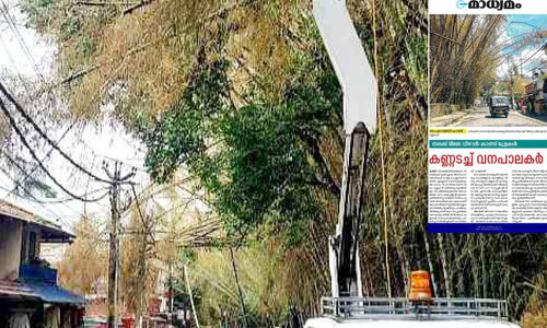 ഒടുവിൽ കണ്ണ് തുറന്ന് അധികൃതർ...  തേക്കടി റോഡിലെ അപകടകരമായ മുളകൾ മുറിച്ചുമാറ്റി
