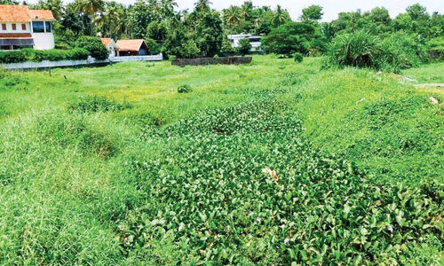 മാലിന്യം അടിഞ്ഞുകൂടി; പറയൻതോട്ടിൽ ഒഴുക്ക് നഷ്ടപ്പെട്ടു മാലിന്യം അടിഞ്ഞുകൂടി; പറയൻതോട്ടിൽ ഒഴുക്ക് നഷ്ടപ്പെട്ടു