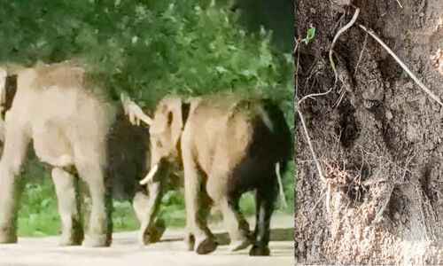 എന്നുതീരുമീ ഭയപ്പാട്; പെരുമലയിൽ കാട്ടാന,തലയാറിൽ പുലി എന്നുതീരുമീ ഭയപ്പാട്; പെരുമലയിൽ കാട്ടാന,തലയാറിൽ പുലി