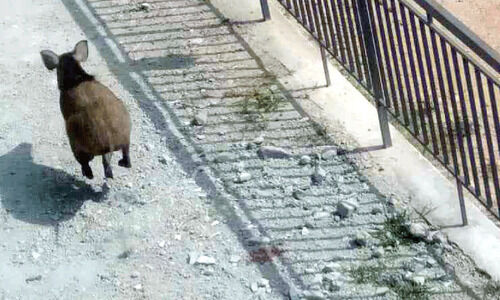 നാട്ടിലിറങ്ങിയ കാട്ടുപന്നി ജനവാസ മേഖലയിൽ ഭീതി പരത്തി