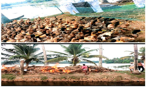 പക്ഷിപ്പനി; താറാവുകളെ കൊന്നൊടുക്കി