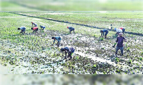 അവർ പണിമുടക്കിയാൽ, ഈ പാടശേഖരങ്ങൾ തരിശാകും