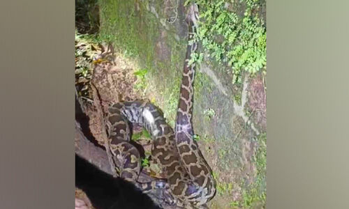 ചാ​ക്കി​ൽ കെ​ട്ടി​വെ​ച്ച പെ​രു​മ്പാ​മ്പ് മു​ങ്ങി; തി​ര​ച്ചി​ൽ വി​ഫ​ലം