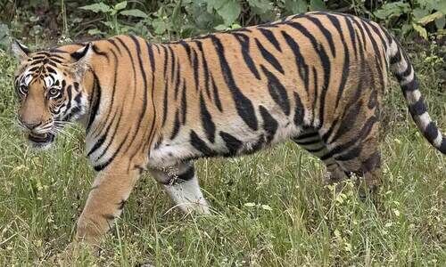 കു​പ്പാ​ടി​യി​ൽ ക​ടു​വ​ക​ൾ പ​രി​ധി​ക്ക​പ്പു​റം; കൂ​ടു​ത​ൽ കേ​ന്ദ്ര​ങ്ങ​ൾ വേ​ണ്ടി​വ​രും