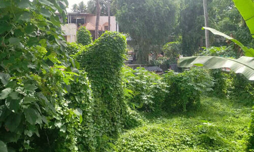 പേട്ട റെയില്‍വേ സ്റ്റേഷന്‍ പരിസരം കാടുമൂടി; പാമ്പ് ഭീതിയിൽ യാത്രികർ