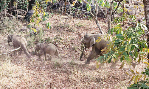 ആറളം ഫാം; 10 ആനകളെക്കൂടി കാട്ടിലേക്ക് തുരത്തി