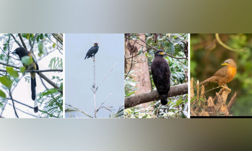 കന്യാകുമാരി ജില്ലയിൽ 173 തരം പക്ഷികളെ കണ്ടെത്തി