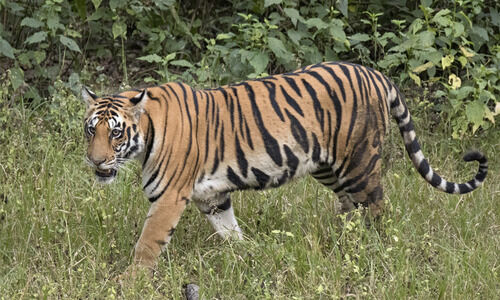 പുലിഭീതി: മങ്കടയിൽ വനം വകുപ്പ് പരിശോധന പുലിഭീതി: മങ്കടയിൽ വനം വകുപ്പ് പരിശോധന