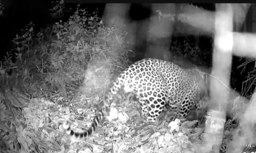 മണ്ണാർമലയിൽ വീണ്ടും പുലിയിറങ്ങി; സി.സി.ടി.വി കാമറയിൽ ചിത്രം പതിഞ്ഞു മണ്ണാർമലയിൽ വീണ്ടും പുലിയിറങ്ങി; സി.സി.ടി.വി കാമറയിൽ ചിത്രം പതിഞ്ഞു