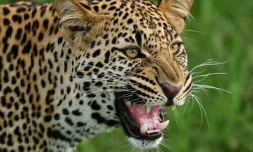 മേലെ പൊന്നാങ്കയത്ത് ജനം പുലിഭീതിയിൽ