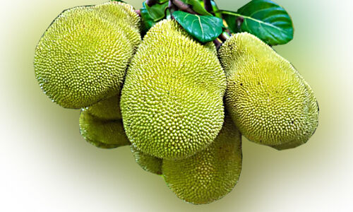 പച്ച ചക്ക കയറ്റുമതിയിൽ വർധന; കർഷകർക്ക് നല്ലകാലം പച്ച ചക്ക കയറ്റുമതിയിൽ വർധന; കർഷകർക്ക് നല്ലകാലം