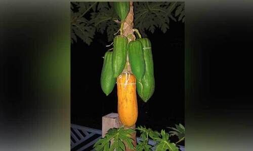 അമ്പമ്പോ...വമ്പൻ കപ്പളങ്ങ