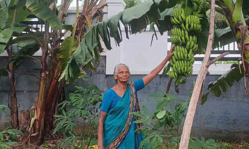 84ാം വയസ്സിലും ത്രേസ‍്യാമ്മക്ക് കൃഷി ജീവൻ തന്നെ