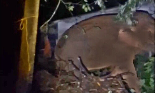 അറമലയിൽ കാട്ടാനകളുടെ വിളയാട്ടം; ജനം ഭീതിയിൽ അറമലയിൽ കാട്ടാനകളുടെ വിളയാട്ടം; ജനം ഭീതിയിൽ