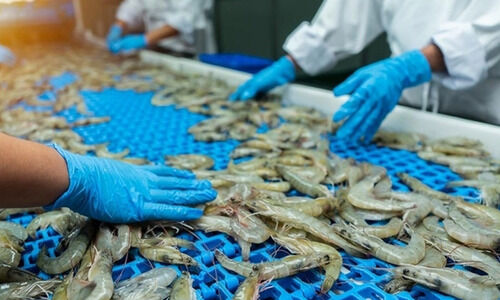 അമേരിക്കയുടെ തീരുവ വർധന; സമുദ്രോൽപന്ന വ്യവസായം തകരു​മെന്ന്​ ആശങ്ക