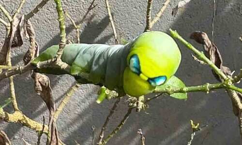 ‘കൂളിങ് ഗ്ലാസ്’ ധരിച്ച ചുള്ളൻ പുഴു