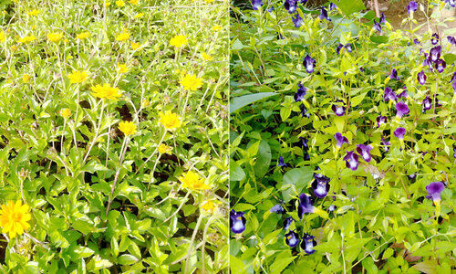 ഓണക്കാലമല്ലേ... വിരിയാതിരിക്കാനാവുമോ?