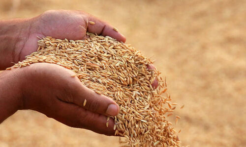 നെ​ല്ല് സം​ഭ​ര​ണം; ജി​ല്ല​യി​ൽ ക​ർ​ഷ​ക​ർ​ക്ക് കൊ​ടു​ക്കാനു​ള്ള​ത് 34.87 കോ​ടി