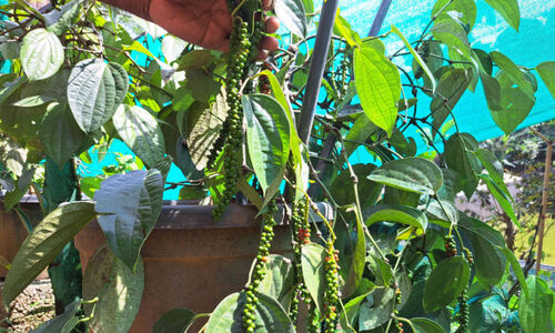 ഹൈറേഞ്ചിൽ കുരുമുളക്​ സീസൺ; ഞെട്ടറ്റ്​  വീഴുമോ ‘കറുത്ത പൊന്ന്​’ ?