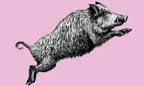 കാട്ടുപന്നിശല്യം രൂക്ഷം; ചടയമംഗലത്ത് ജനം ഭീതിയിൽ