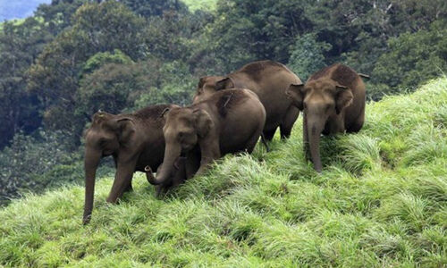 ആനമതിൽ ഇനി എന്ന് ? മന്ത്രിതല ഇടപെടലുണ്ടായിട്ടും കാര്യമുണ്ടായില്ല ആനമതിൽ ഇനി എന്ന് ? മന്ത്രിതല ഇടപെടലുണ്ടായിട്ടും കാര്യമുണ്ടായില്ല