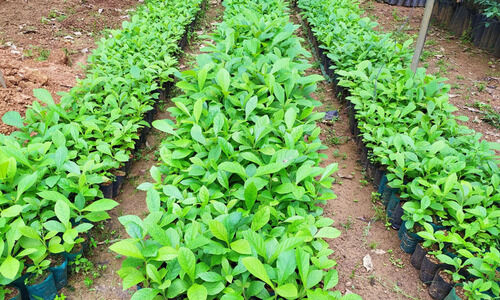 ‘നി​റ​പൊ​ലി’ കാ​ർ​ഷി​ക പ്ര​ദ​ർ​ശ​ന മേ​ള നാ​ളെ മു​ത​ൽ ചു​ങ്ക​ത്ത​റ​യി​ൽ