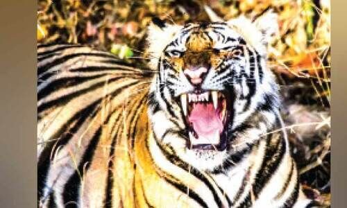 ടാപ്പിങ്​ തൊഴിലാളി കടുവയുടെ മുന്നിൽനിന്ന്​ രക്ഷപ്പെട്ടത് തലനാരിഴക്ക്