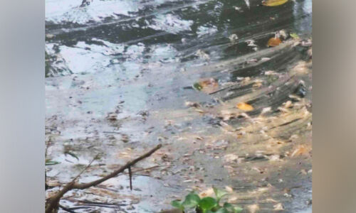 കട്ടപ്പനയാറിൽ കൂട്ടത്തോടെ ചത്തുപൊങ്ങി മീനുകൾ; വിഷം കലർത്തിയതെന്ന് സംശയം കട്ടപ്പനയാറിൽ കൂട്ടത്തോടെ ചത്തുപൊങ്ങി മീനുകൾ; വിഷം കലർത്തിയതെന്ന് സംശയം