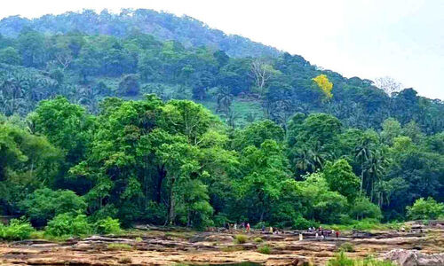 വേനൽമഴ; പച്ചയണിഞ്ഞ് അതിരപ്പിള്ളി വിനോദ സഞ്ചാര മേഖല വേനൽമഴ; പച്ചയണിഞ്ഞ് അതിരപ്പിള്ളി വിനോദ സഞ്ചാര മേഖല