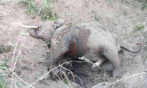 ഷോ​ള​യൂ​രിൽ കാട്ടാനയുടെ ജഡം അഴുകിയ നിലയിൽ; ആ​ന​ക​ൾ ത​മ്മി​ലു​ള്ള ആ​ക്ര​മ​ണ​ത്തി​ലേ​റ്റ പ​രി​ക്കാ​ണ് മ​ര​ണ കാ​ര​ണം