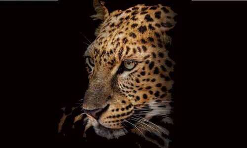 അ​ങ്ങാ​ടി​പ്പു​റം വ​ല​മ്പൂ​രി​ൽ വീ​ടി​നു​സ​മീ​പം പു​ലി