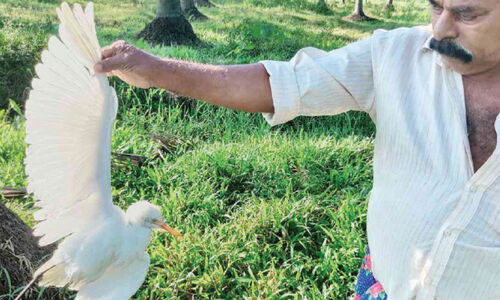 വ​ഴി​ക്ക​ട​വി​ൽ പ​ക്ഷി​ക​ൾ കൂ​ട്ട​ത്തോ​ടെ ചാ​വു​ന്നു