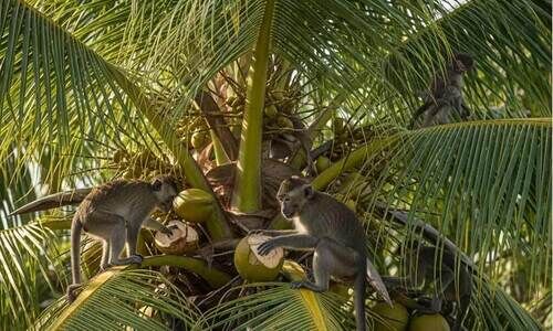 തെങ്ങ് കർഷകർക്ക് ഭീഷണിയായി കുരങ്ങ് കൂട്ടങ്ങൾ