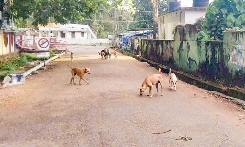 കടയ്ക്കലിൽ തെരുവുനായ് ശല്യം രൂക്ഷം കടയ്ക്കലിൽ തെരുവുനായ് ശല്യം രൂക്ഷം
