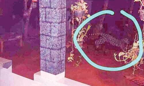 പുത്തരിപ്പാടത്ത് പുള്ളിപ്പുലിയിറങ്ങി