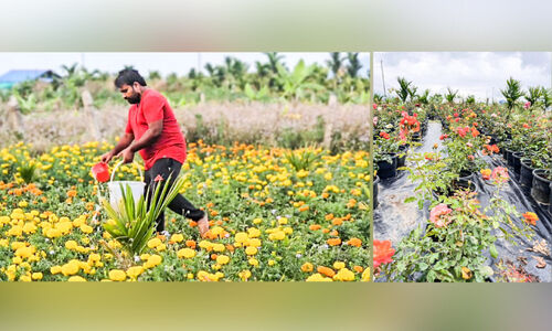 മറയൂരിലെ ഒന്നര ഏക്കറിൽ പുഷ്പവസന്തം തീർത്ത് ജൂബേഷ് മറയൂരിലെ ഒന്നര ഏക്കറിൽ പുഷ്പവസന്തം തീർത്ത് ജൂബേഷ്