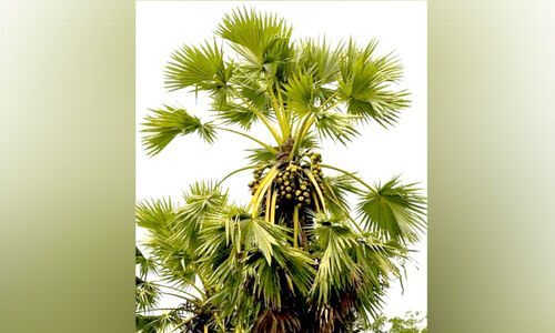 വരുമോ വീണ്ടും കരിമ്പനക്കാലം; ചെങ്കലില് കുള്ളന് പനകള് കൃഷിയിറക്കാന് ശ്രമം വരുമോ വീണ്ടും കരിമ്പനക്കാലം; ചെങ്കലില് കുള്ളന് പനകള് കൃഷിയിറക്കാന് ശ്രമം