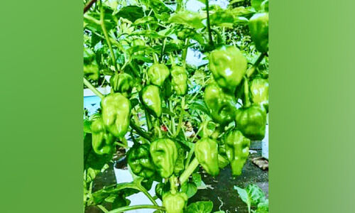 മാലിമുളക് കർഷകർ ദുരിതത്തിൽ