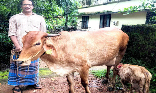 പാൽ സ്വയംപര്യാപ്തതക്ക്​ ശാസ്ത്രീയ ചുവടുവെപ്പ്