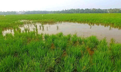 കോട്ടാറ്റ് പാടശേഖരത്തിൽ നീലക്കോഴികൾ നെൽകൃഷി നശിപ്പിക്കുന്നു