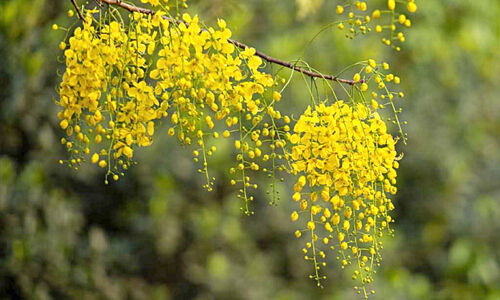രാഷ്ട്രീയ വിഷു രാഷ്ട്രീയ വിഷു